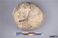 藏品(鈣質藻水礁體化石)的圖片